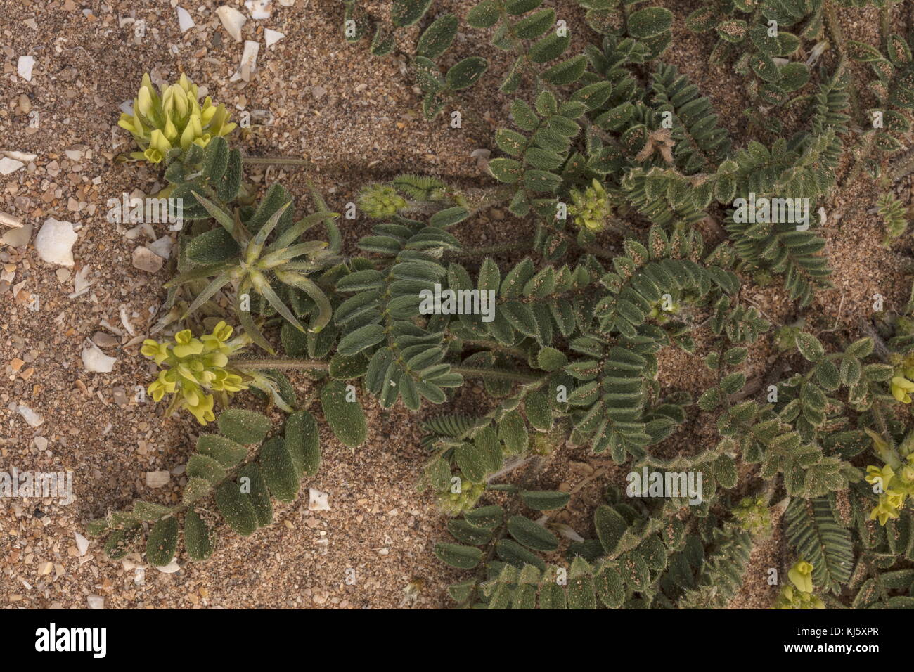 A yellow milk-vetch, Astragalus solandri in flower and fruit. Morocco. Stock Photo