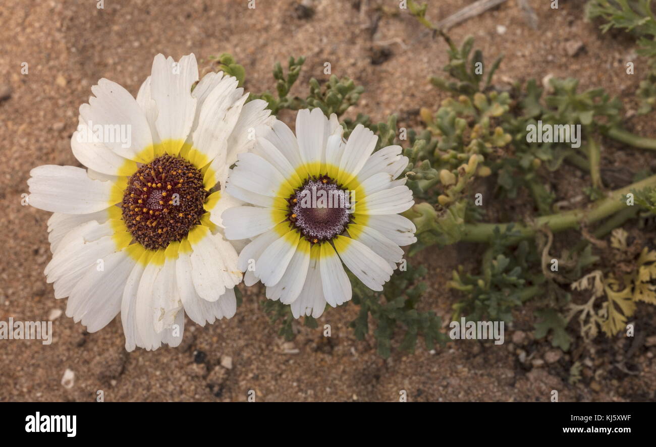 Tricolor daisy, Ismelia carinata, in flower, wild on the dunes near Agadir, Morocco. Stock Photo
