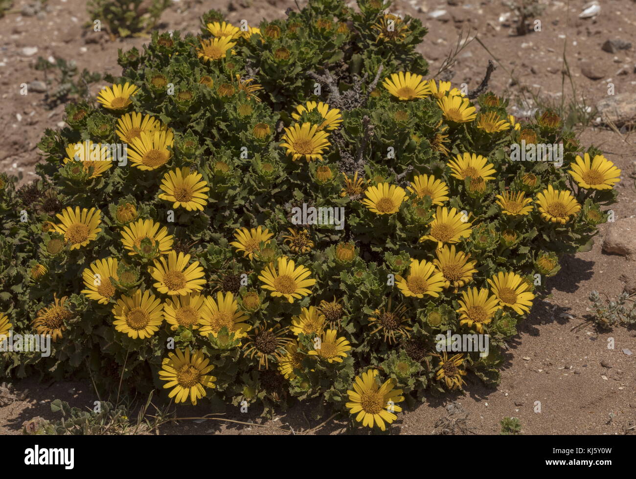 Moroccan Yellow Sea Daisy, Asteriscus imbricatus, in flower in coastal habitat, south-west Morocco. Stock Photo