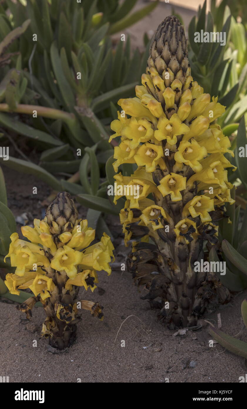 Yellow broomrape, Cistanche phelypaea, in flower on sand dunes, Morocco. Stock Photo