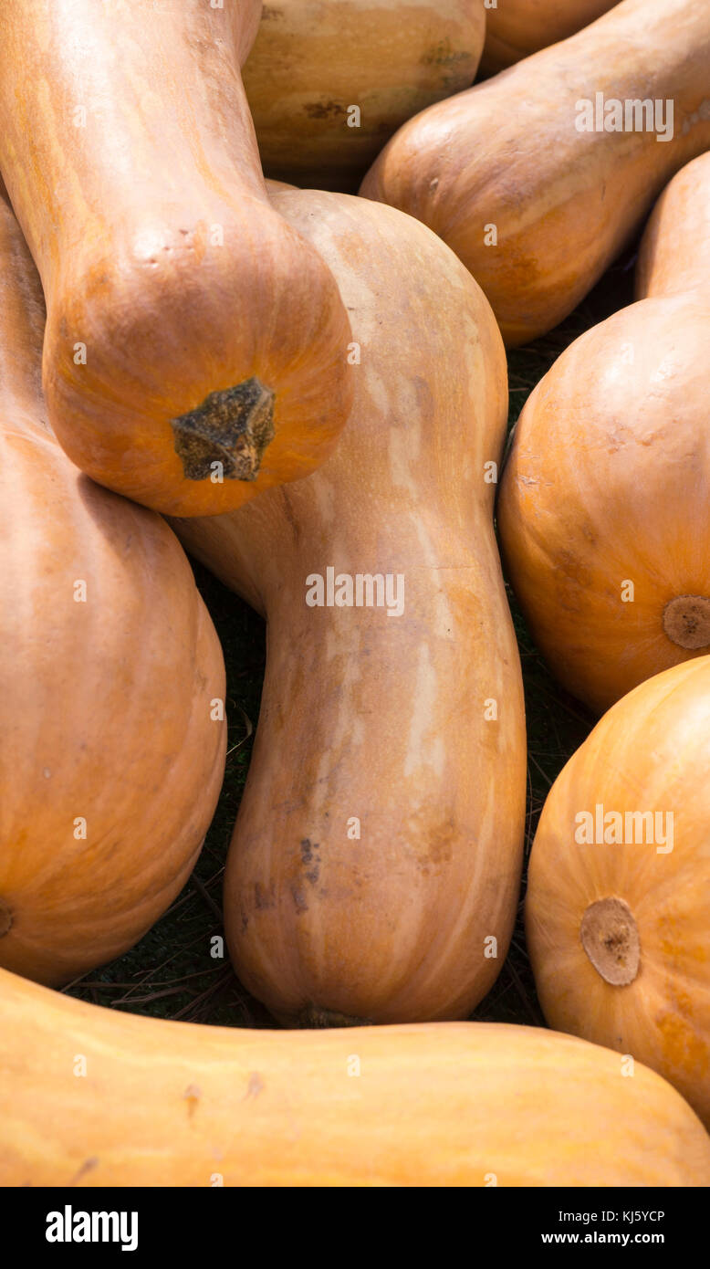 pile of butternut pumpkins at autumn harvest festival. background, vegitables Stock Photo Alamy