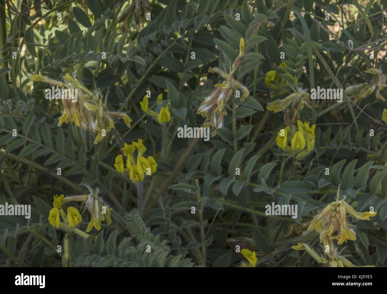 A yellow milk-vetch, Astragalus solandri in flower and fruit. Morocco. Stock Photo