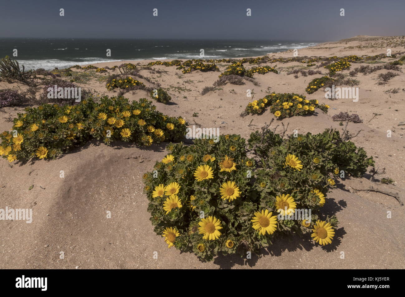 Moroccan Yellow Sea Daisy, Asteriscus imbricatus in flower on the dunes of the Sous-Massa National Park, south-west Morocco. Stock Photo