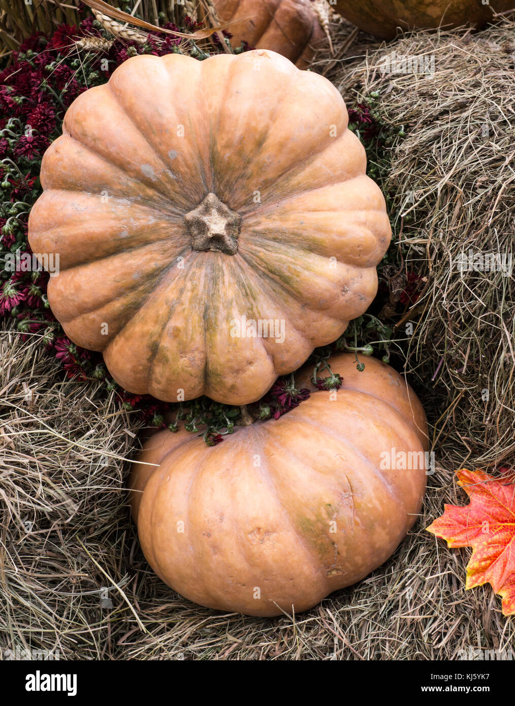 yellow pumpkin on hay or straw. seasonal vegetables, autumn Stock Photo