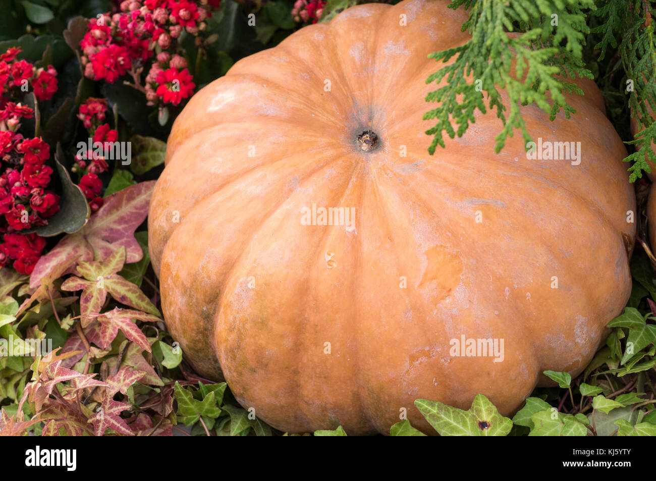 orange pumpkin in flowers at autumn harvest festival. background ...