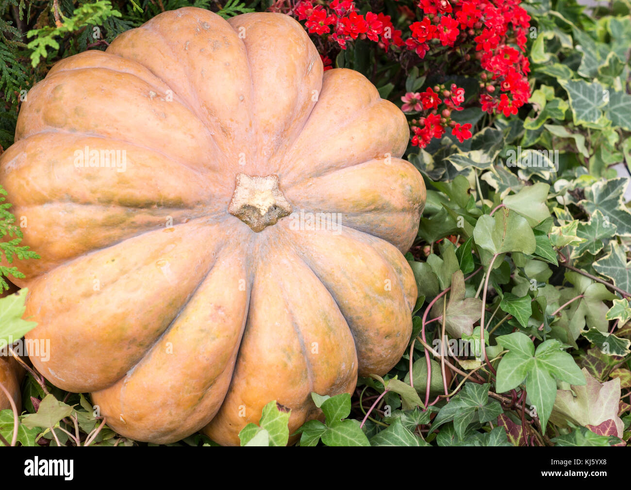 orange pumpkin in flowers at autumn harvest festival. background ...