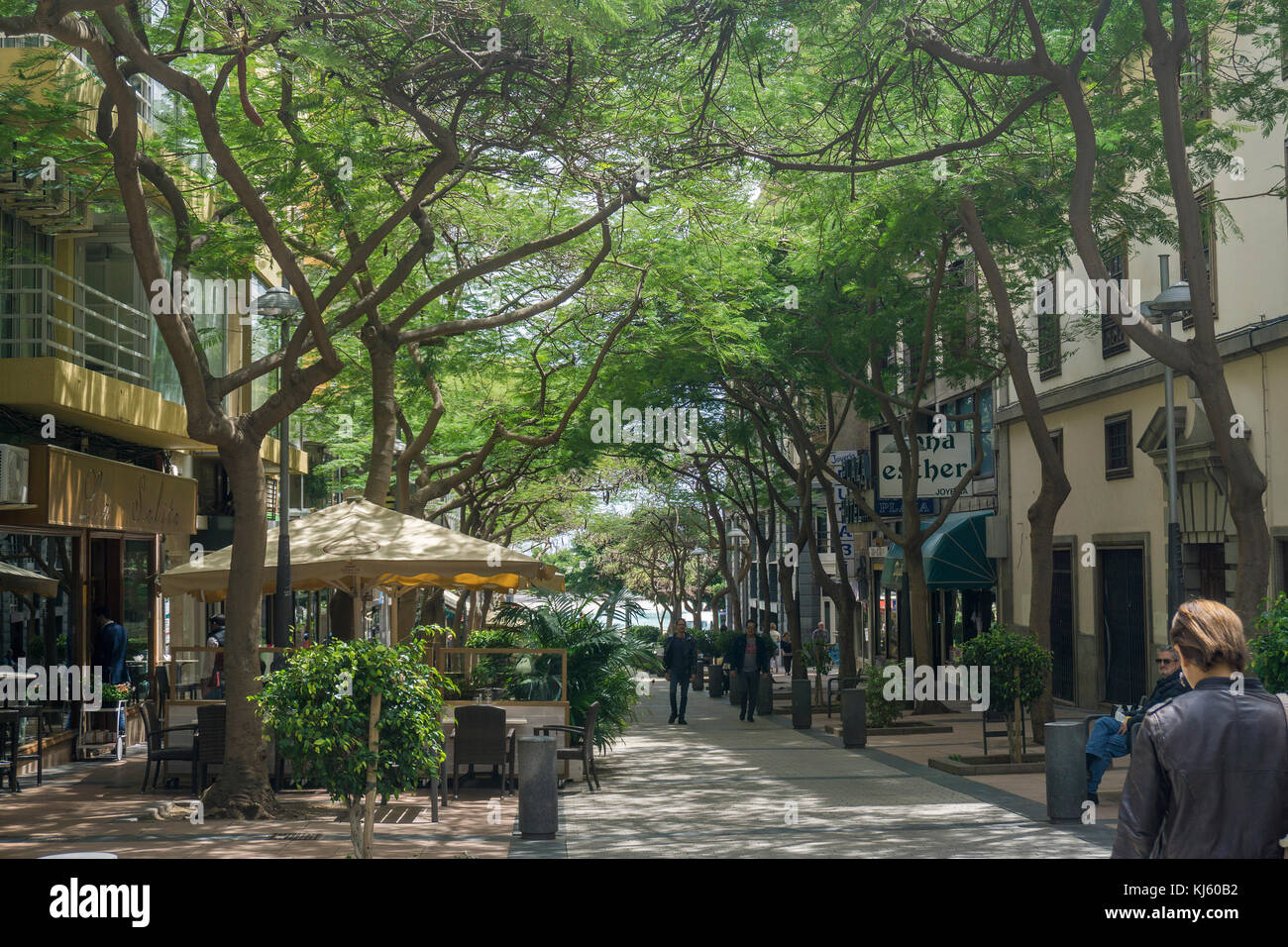 Pedestrian area with trees at the center of capital Santa Cruz de Tenerife, Tenerife island, Canary islands, Spain Stock Photo