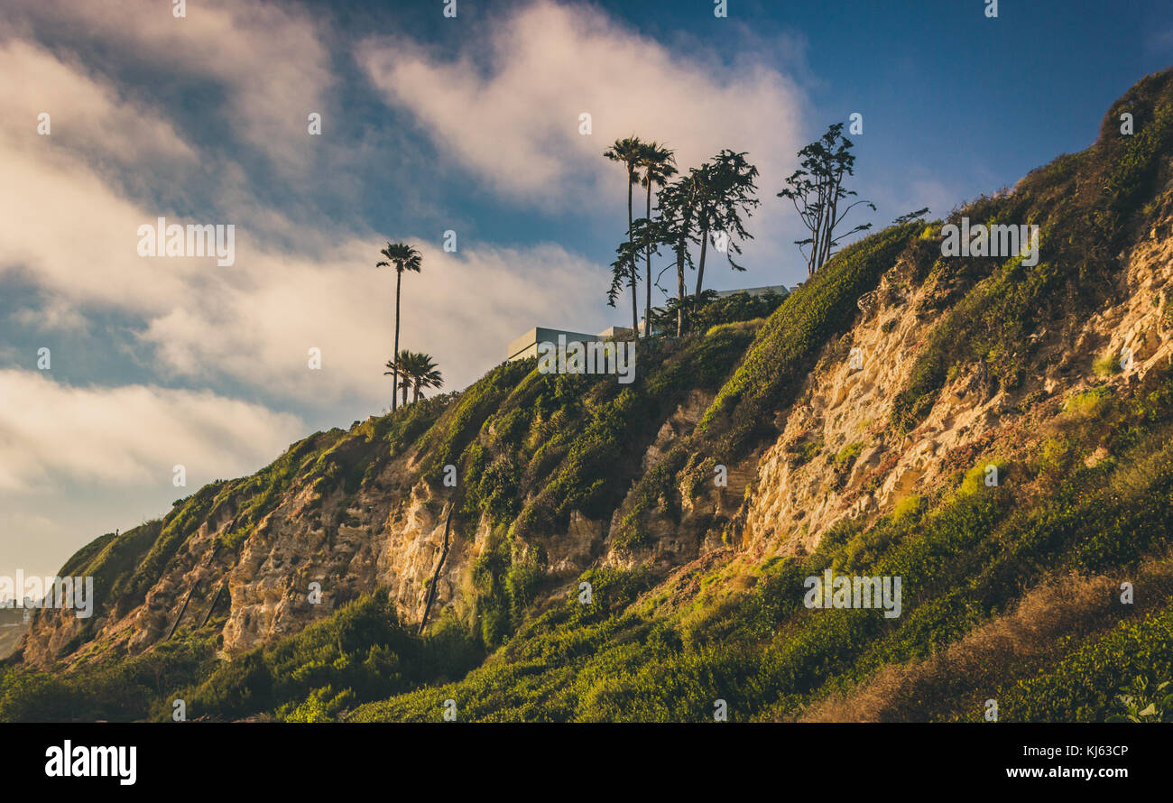 Cliffs and palm trees during sunset at Point Dume State Beach, Malibu