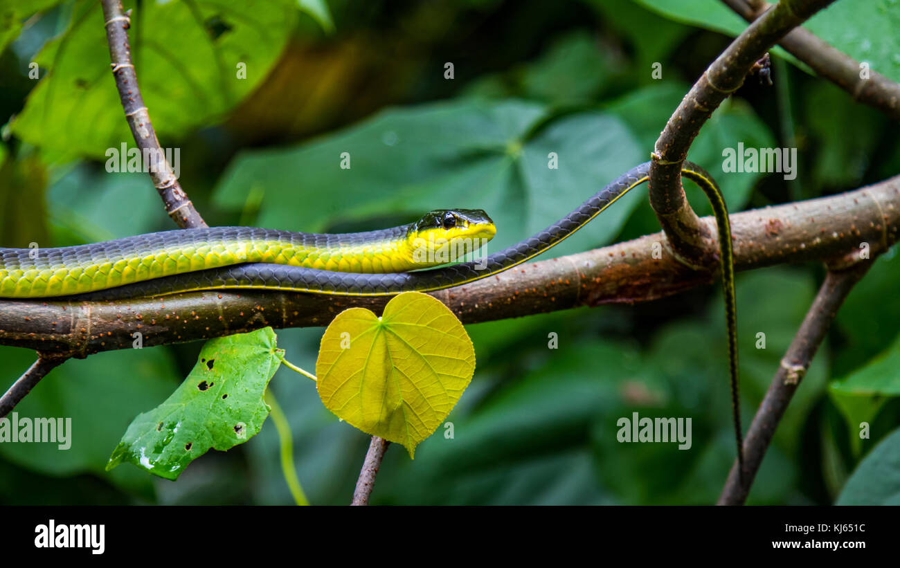 Green tree snake slithering on tree branch Stock Photo