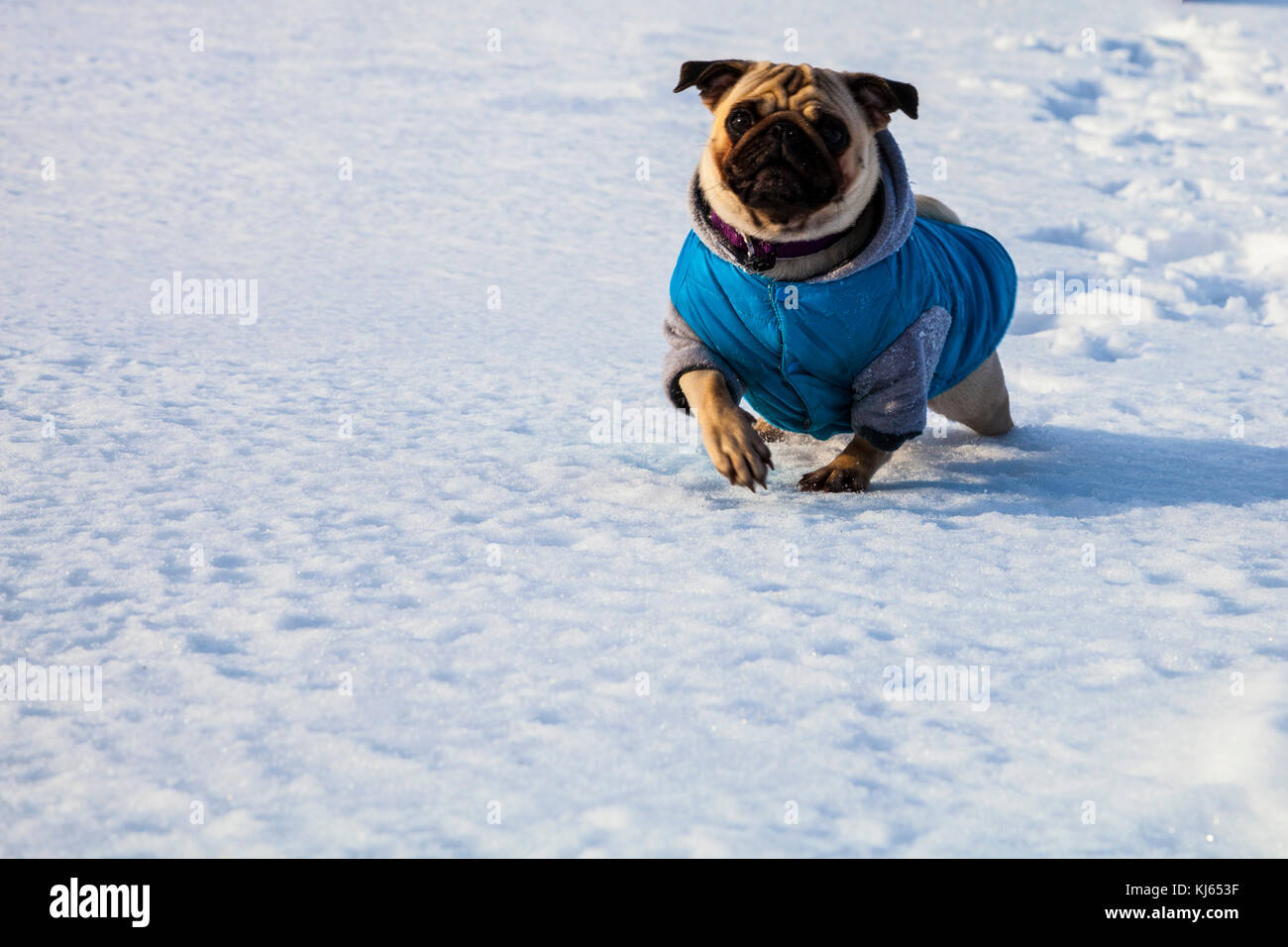 snow boots for pugs