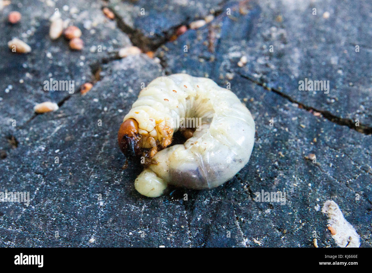 Large wood grub in oak hi-res stock photography and images - Alamy