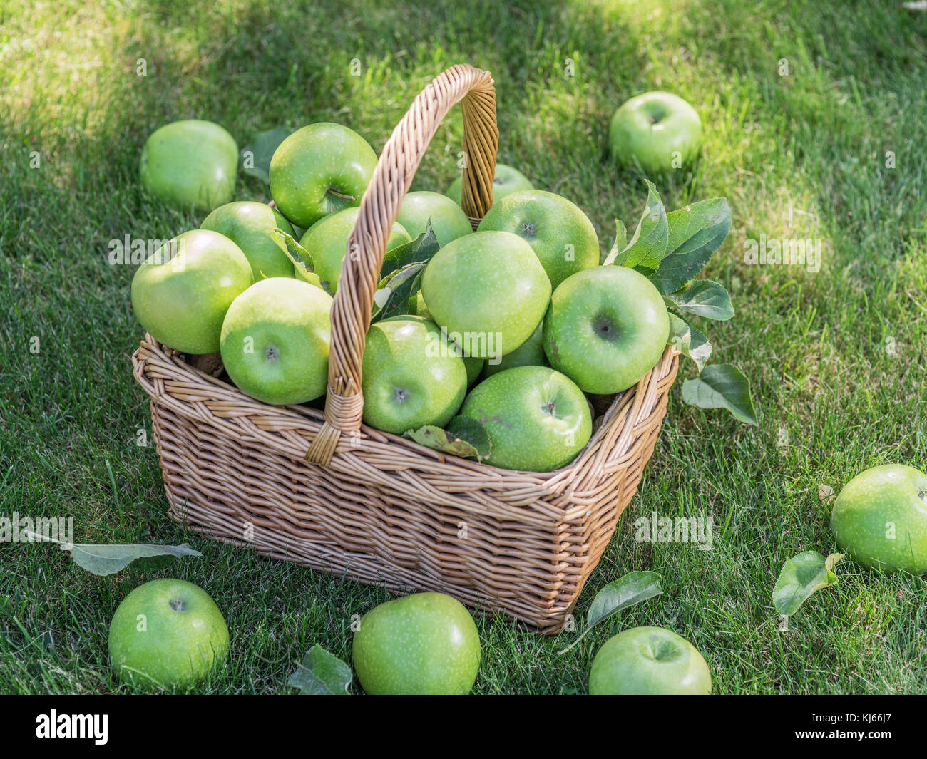Apple harvest. Ripe green apples in the basket on the green grass Stock ...