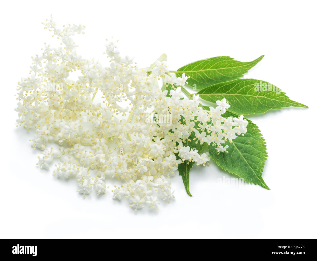 Elderberry flowers on the white background. Stock Photo