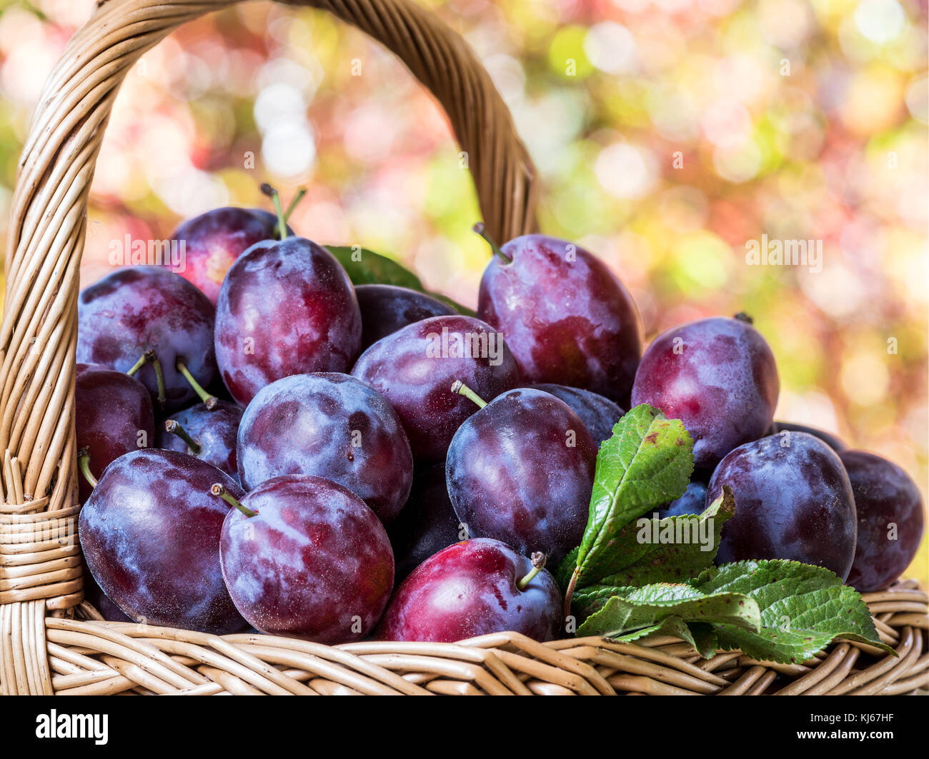 Plum harvest. Ripe plums in the basket on the table. Autumn garden at the background. Stock Photo