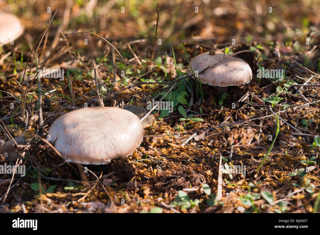 Detail of button mushrooms in the field among the grass. Stock Photo