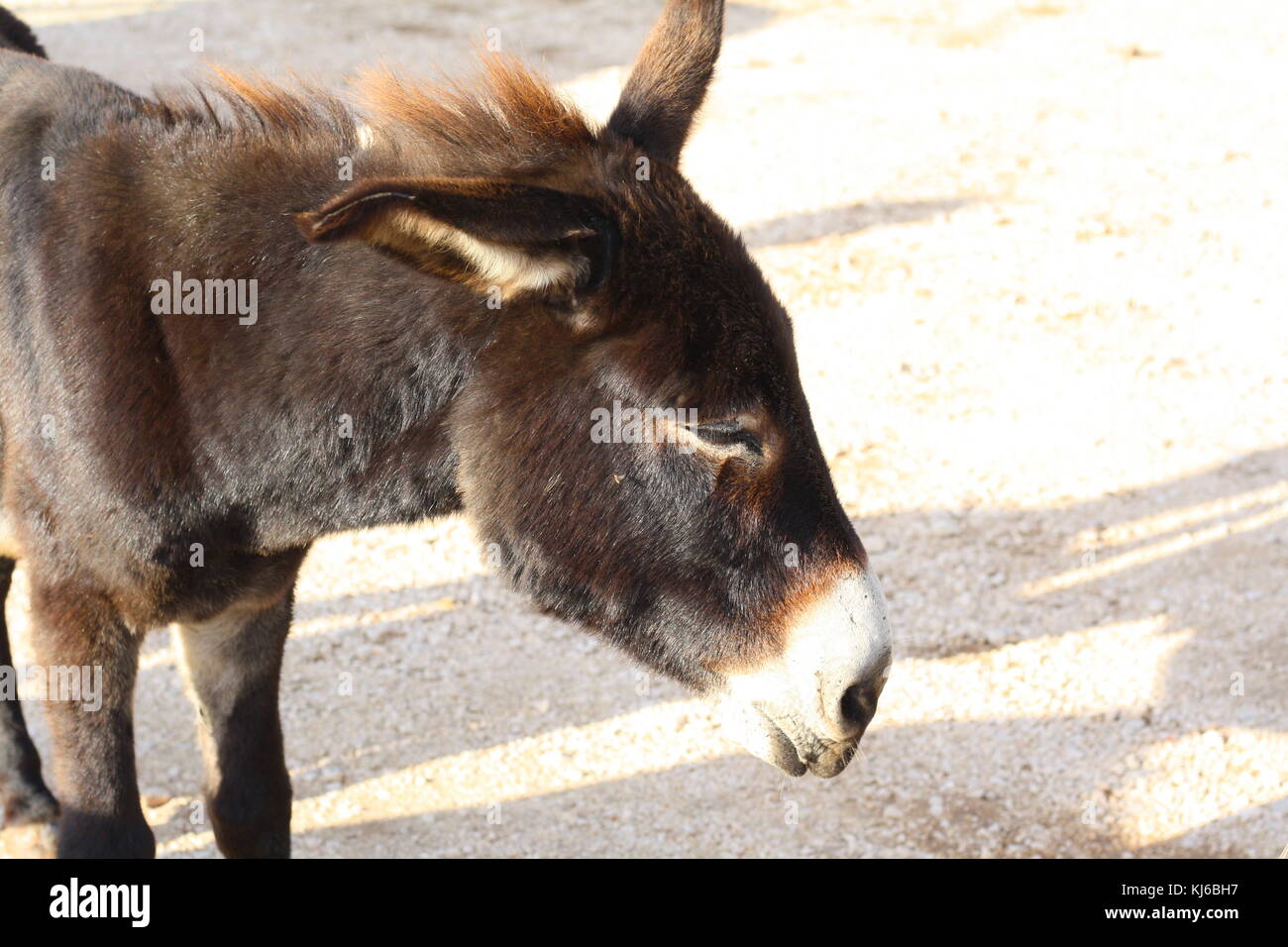 Donkey meat hires stock photography and images Alamy