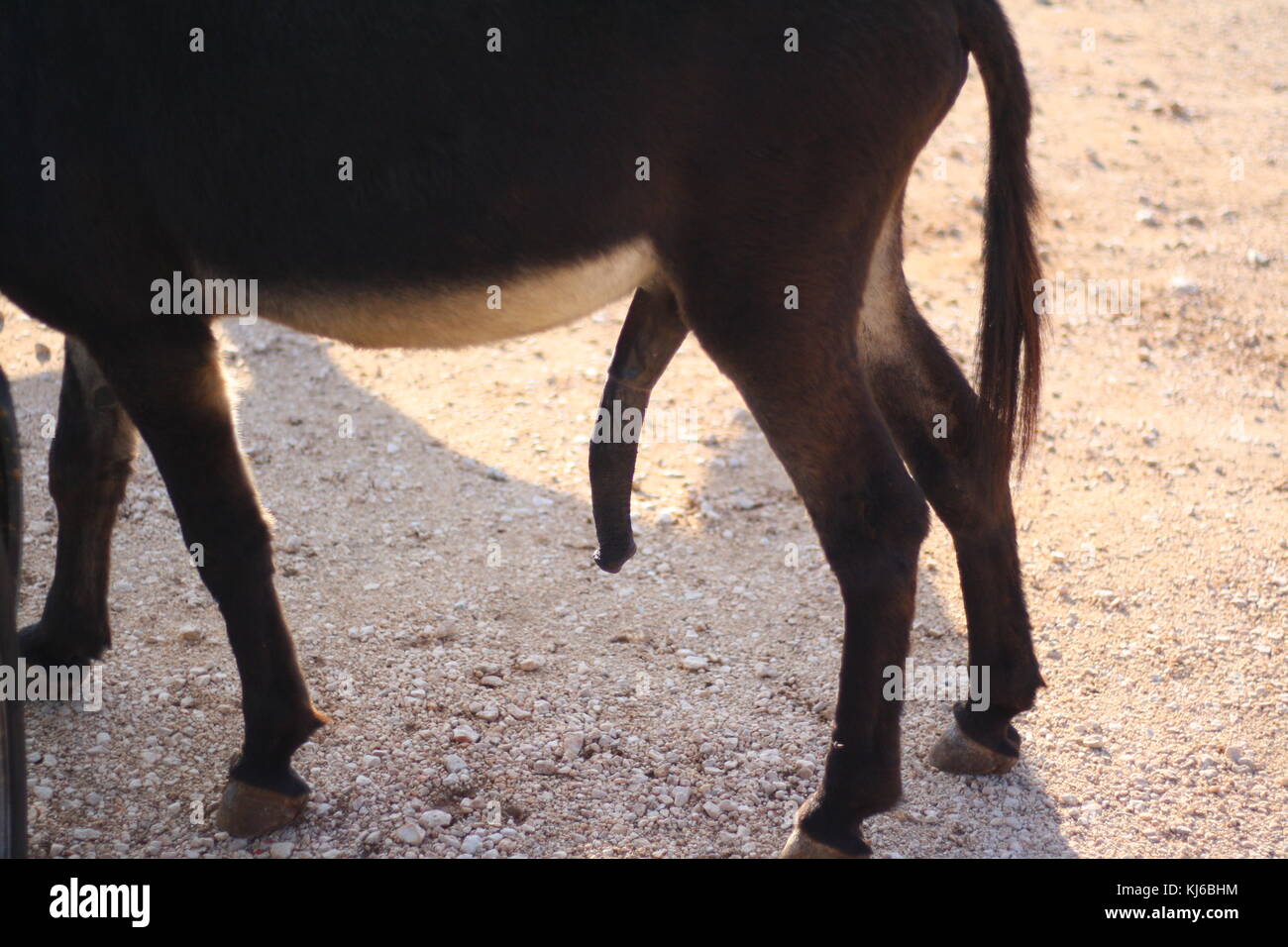 donkey cock  A donkey dick comes out, wanting to mate Stock Photo - Alamy