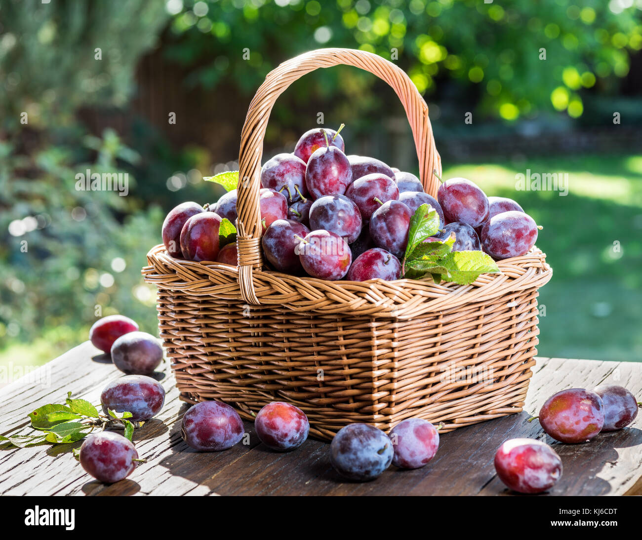 Plum harvest. Ripe plums in the basket on the table. Garden at the background. Stock Photo