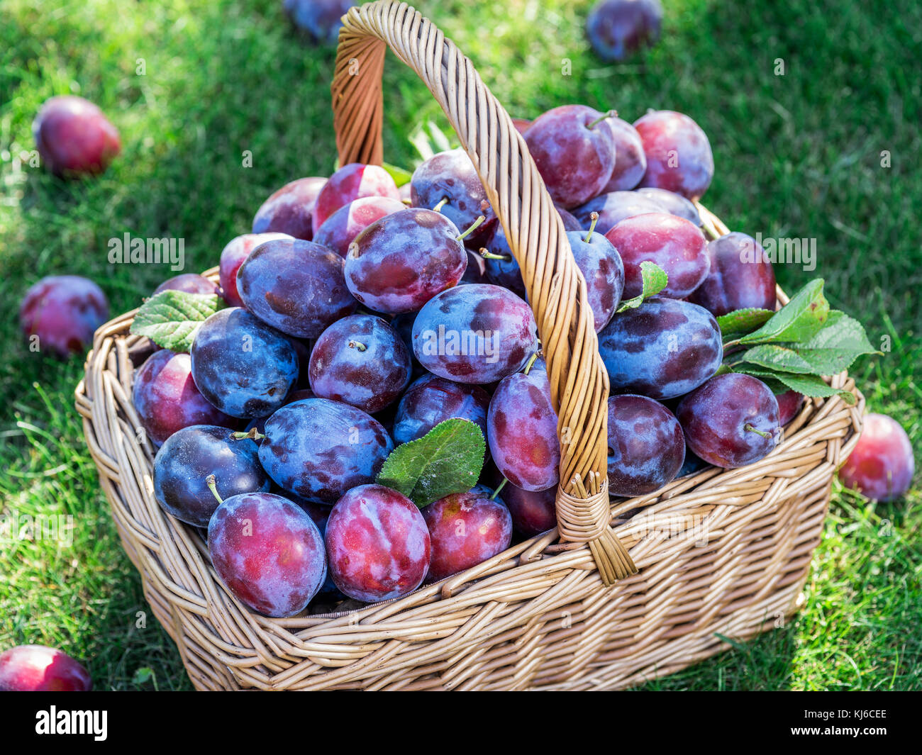 Plum harvest. Plums in the basket on the green grass. Stock Photo