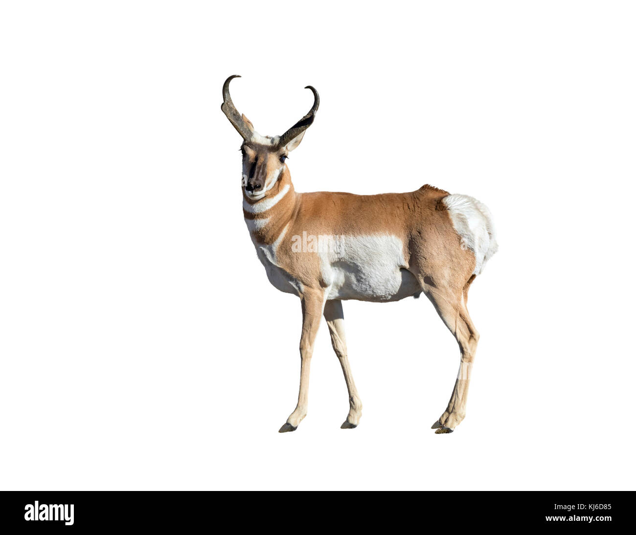Antelope white background hi-res stock photography and images - Alamy