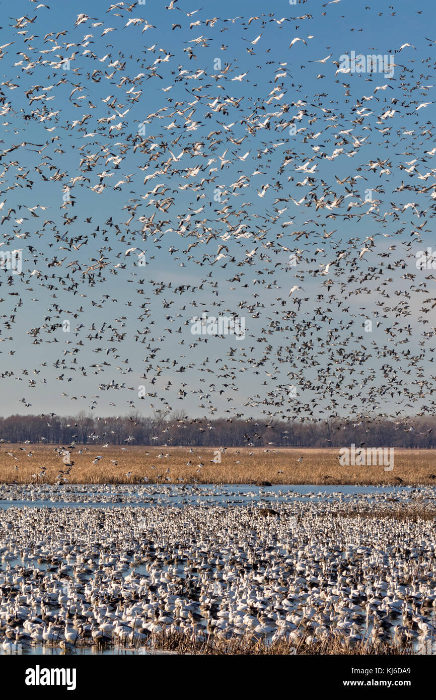 Fall migration of snow geese (Chen caerulescens), Loess Bluffs National Wildlife Refuge, Missouri, USA Stock Photo