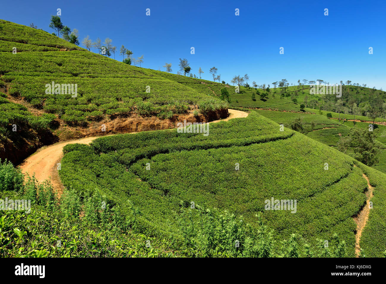 Tea Plantation in the hill country in Sri Lanka Stock Photo - Alamy