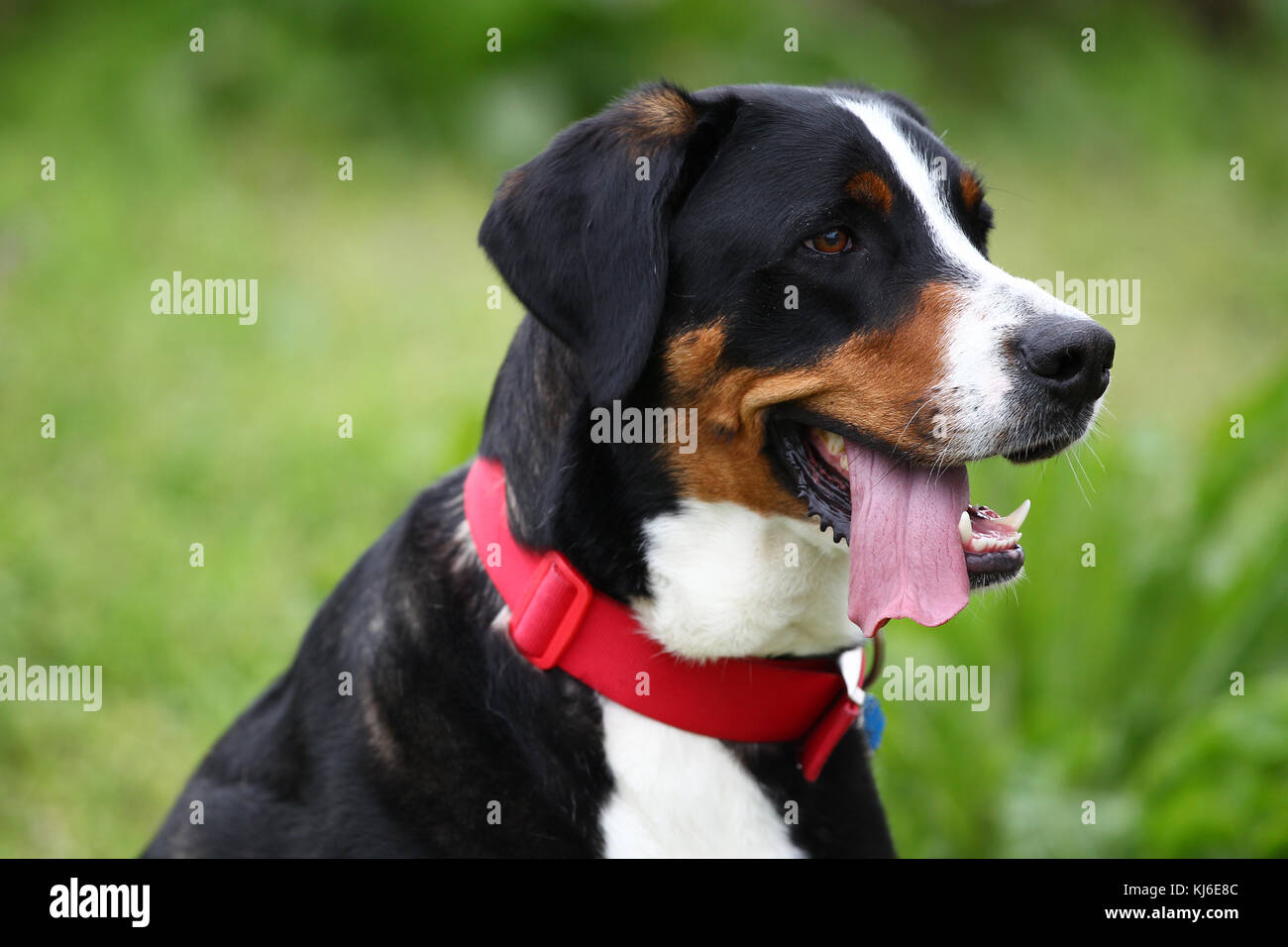 Greater Swiss Mountain Dog Stock Photo - Alamy