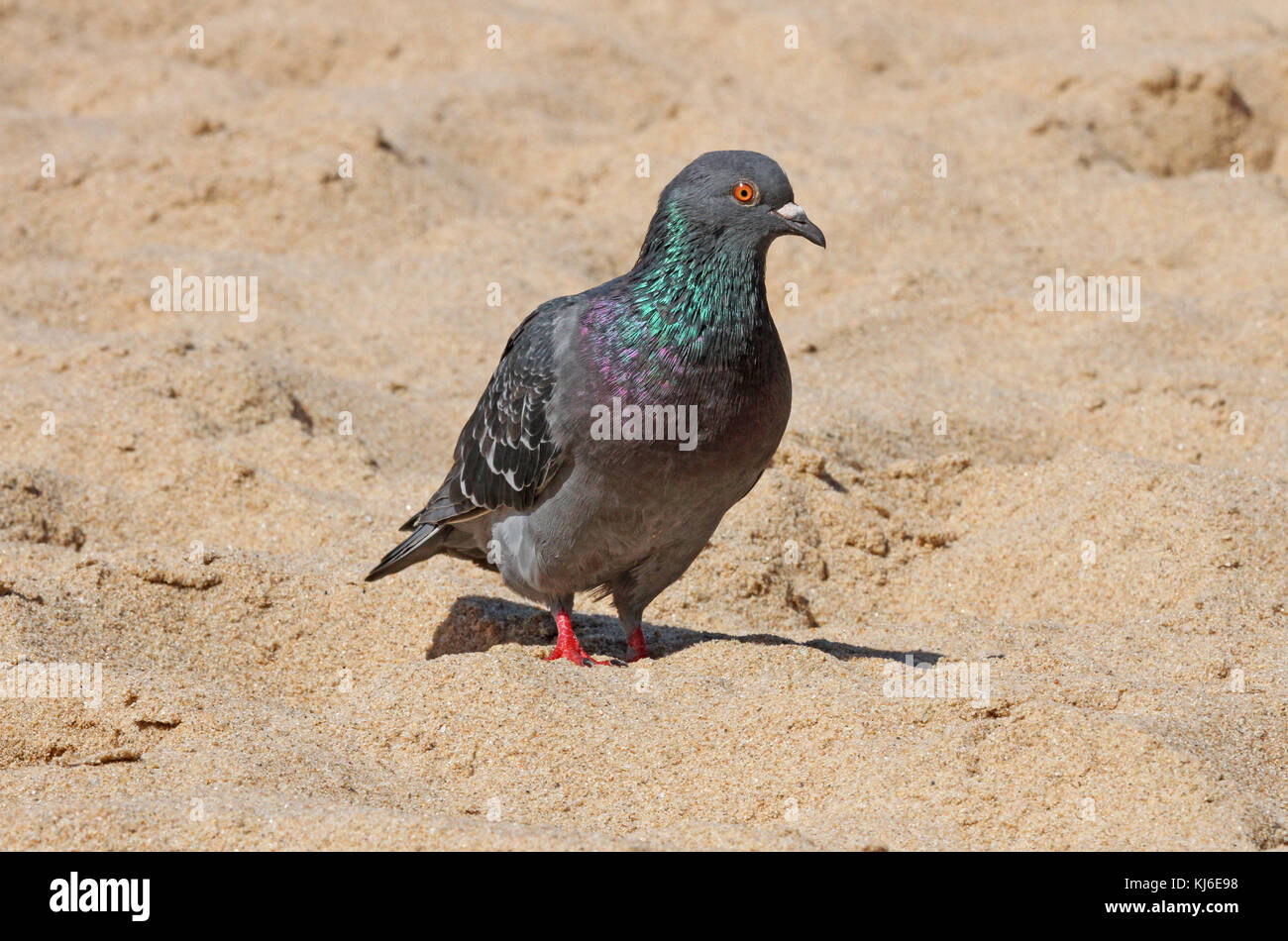 Common pigeon on the beach, Umhlanga Rocks, KwaZulu Natal, South Africa. Stock Photo
