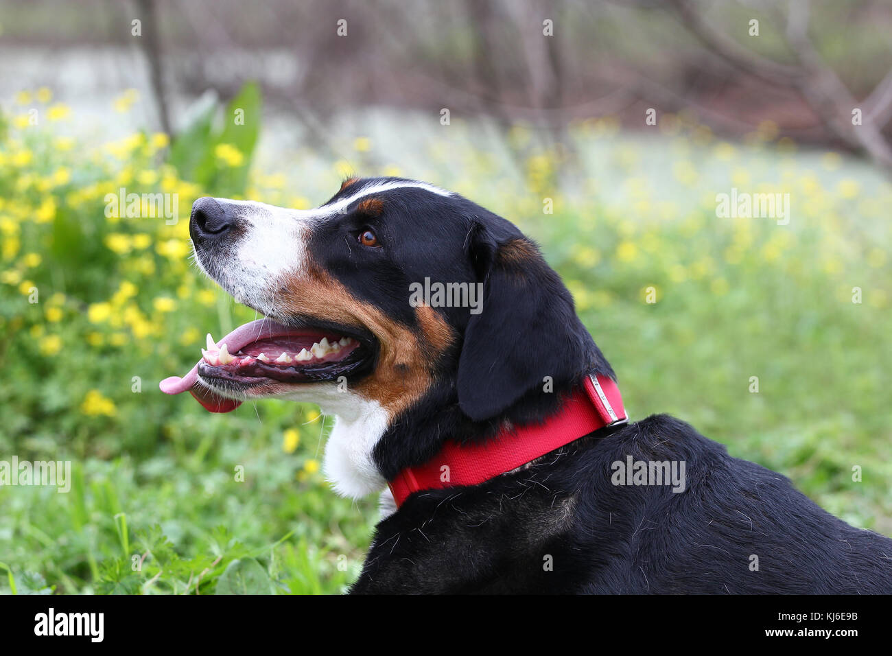 Great swiss cattle dog hi res stock photography and images Alamy