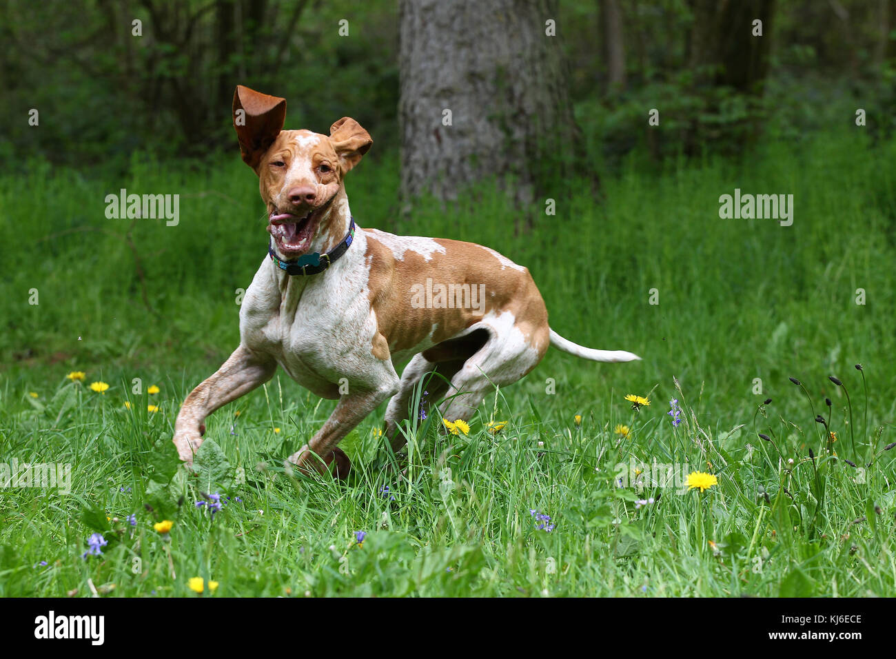 Bracco dog hi-res stock photography and images - Alamy