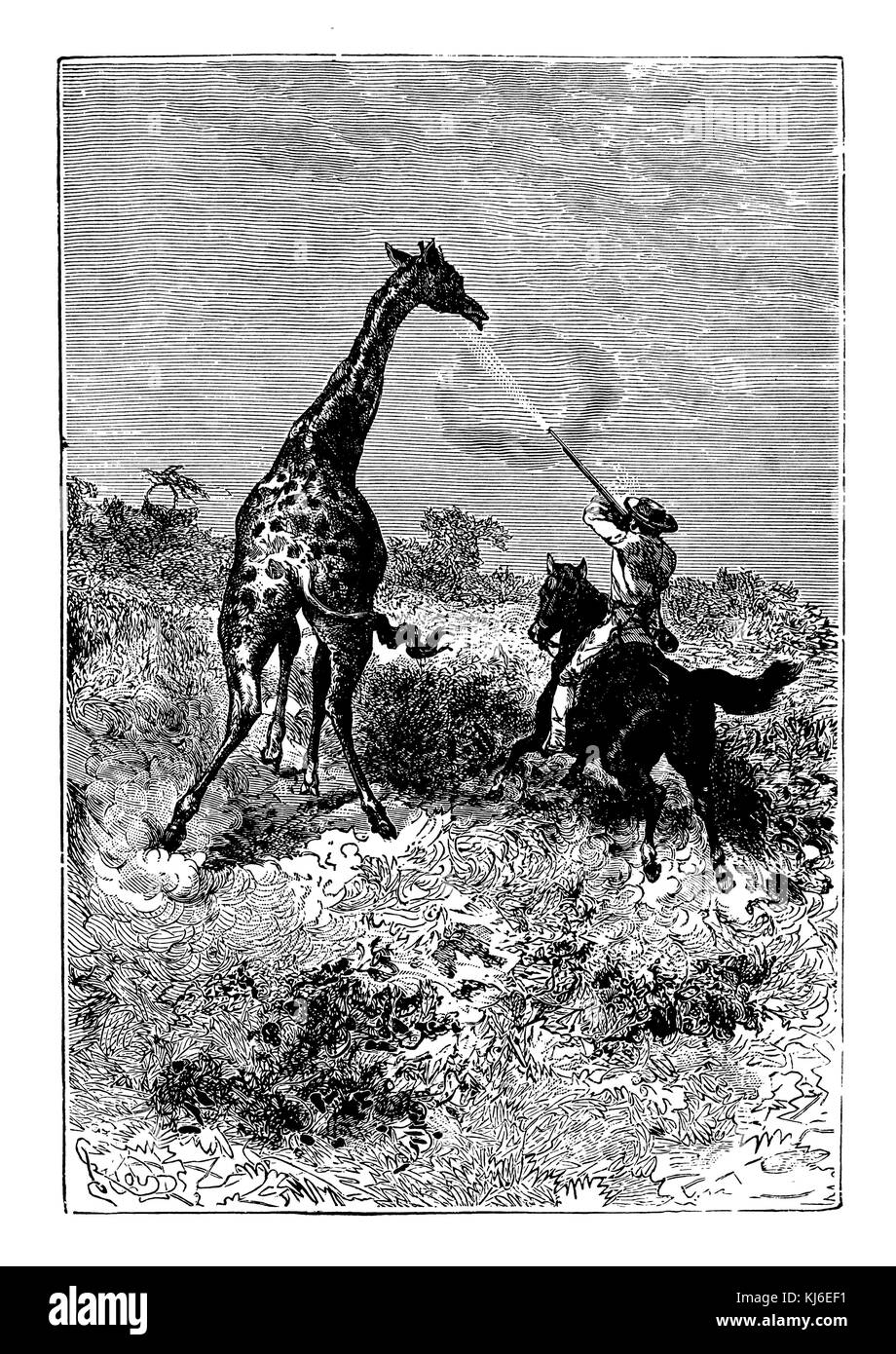Hunting a giraffe (Jagd auf eine Giraffe) Stock Photo
