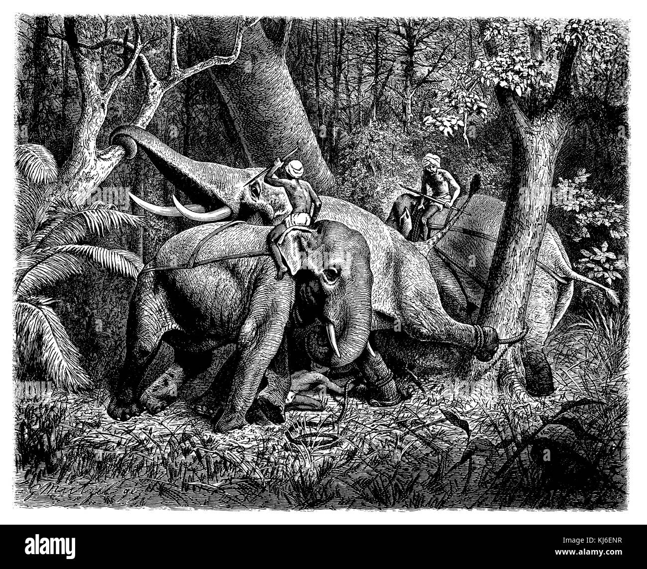 Hunting elephants in southern India (After Brehm) (Jagd auf Elefanten in Südindien (Nach Brehm)) Stock Photo