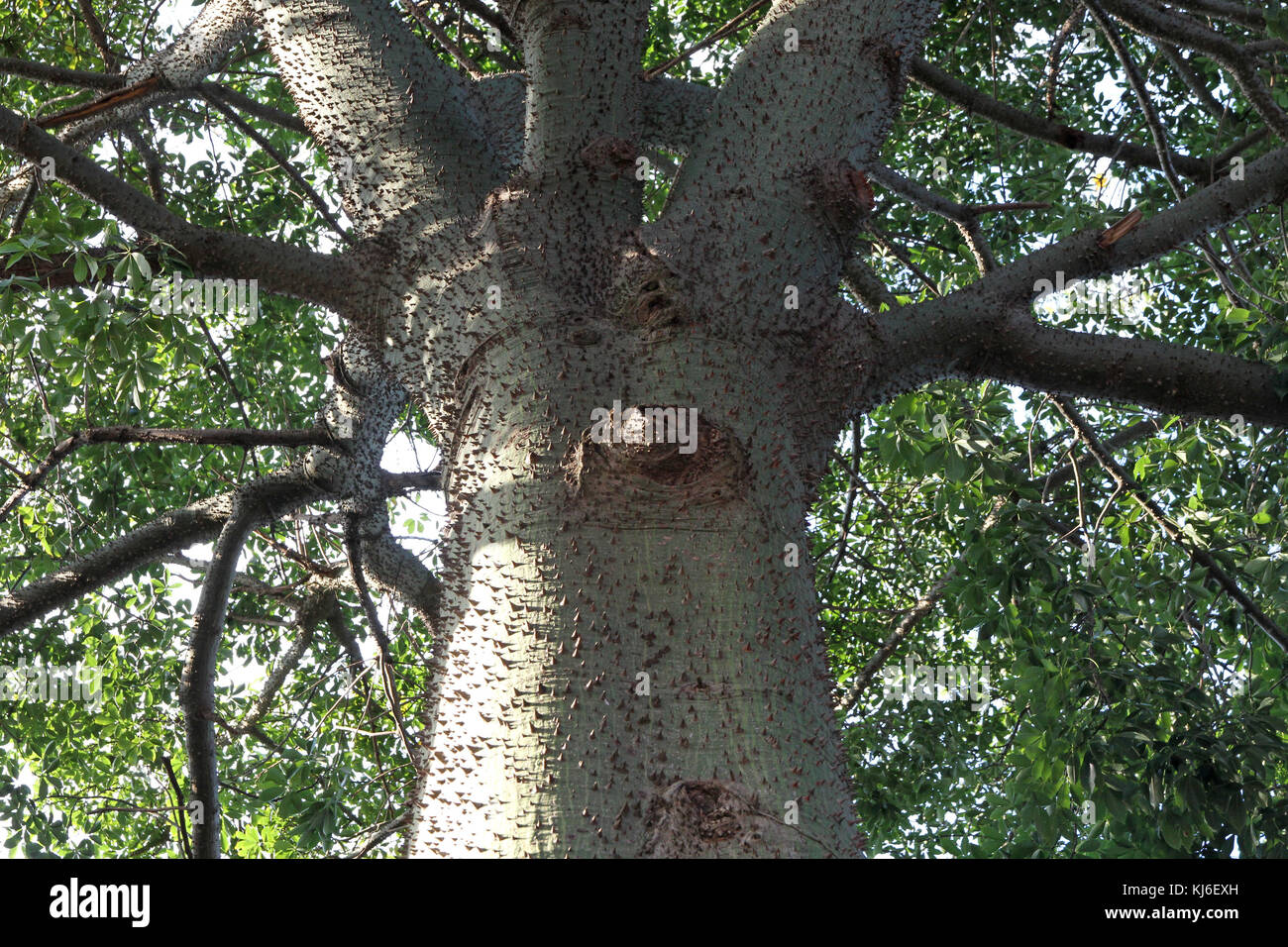 Silk Floss tree or Kapok tree, Pretoria, Gauteng, South Africa Stock