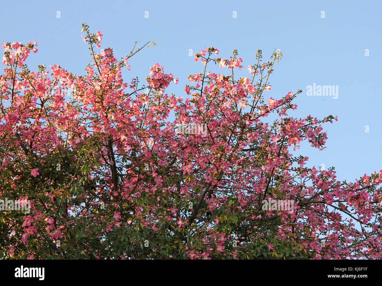 Floss silk flowers hires stock photography and images Alamy