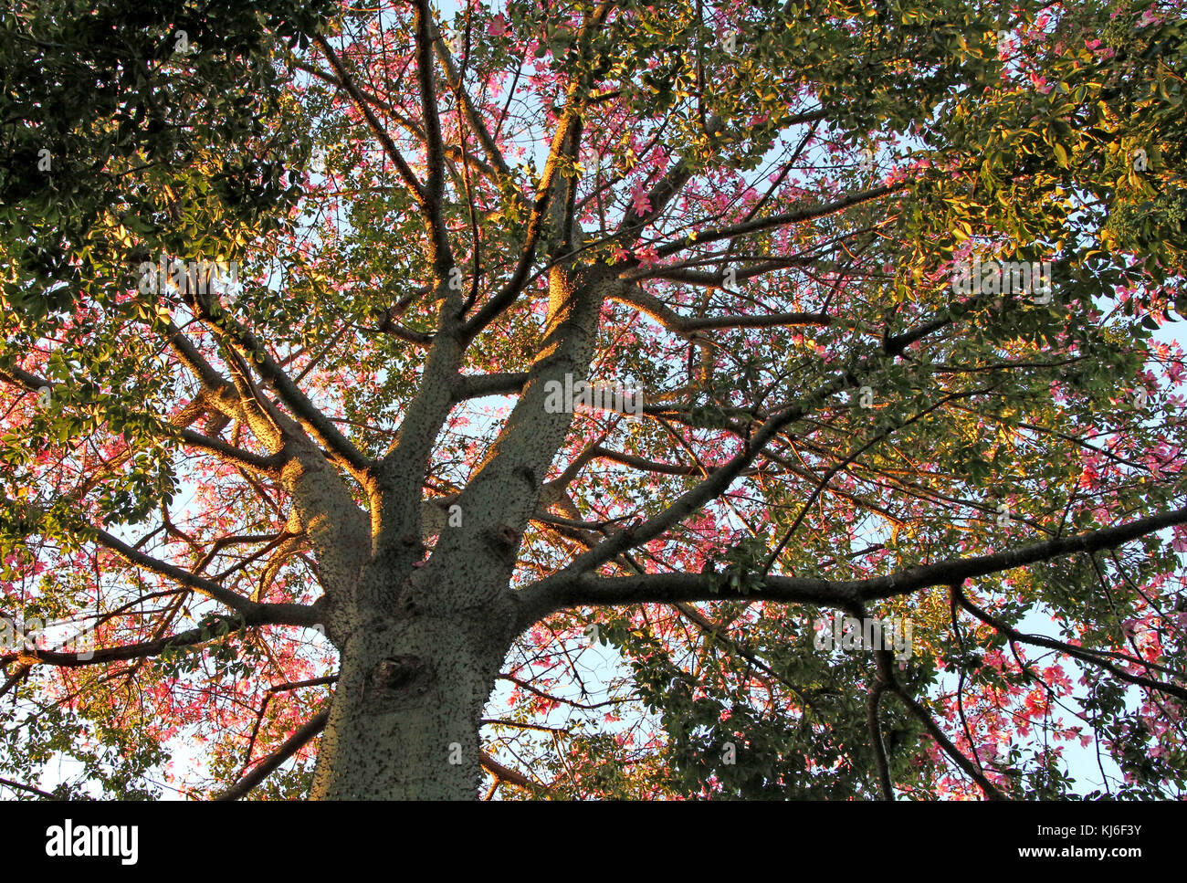 Silk Floss Tree Or Kapok Tree Pretoria Gauteng South Africa Stock Photo Alamy