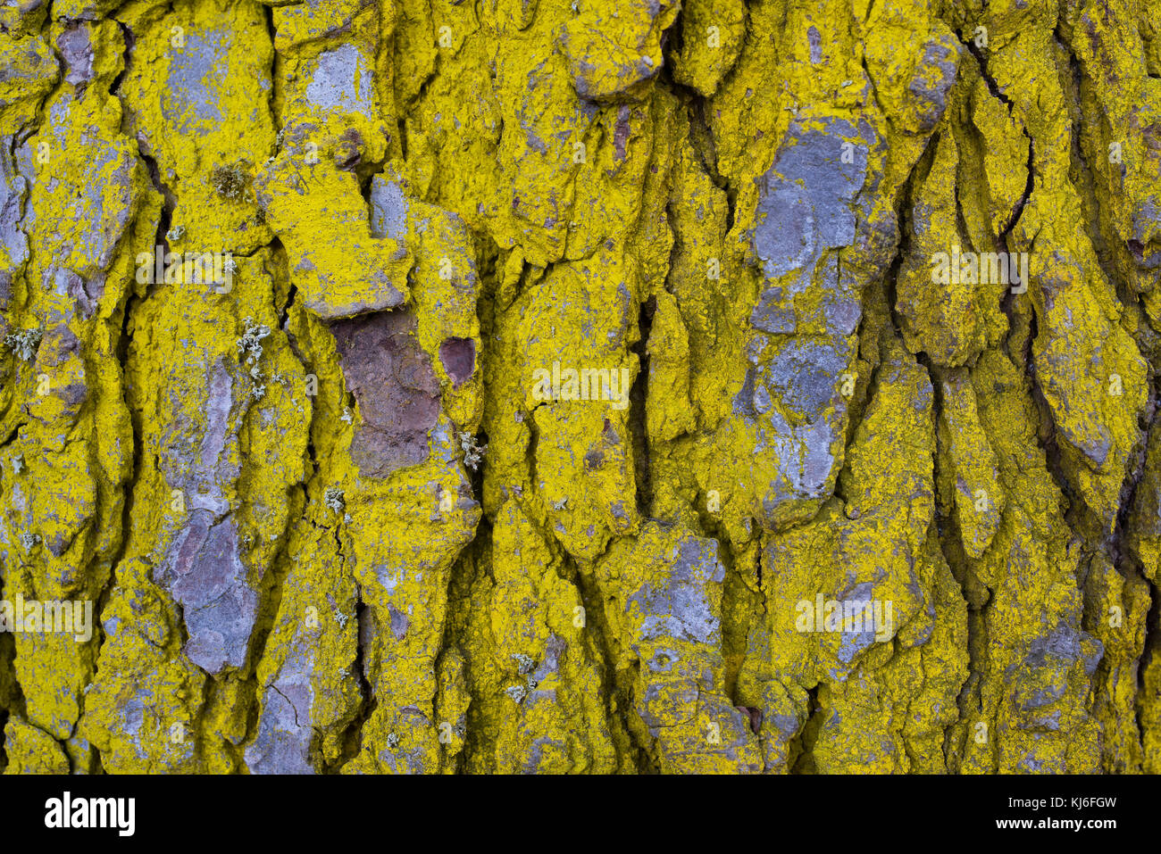 Wooden pattern and texture of tree bark. Stock Photo