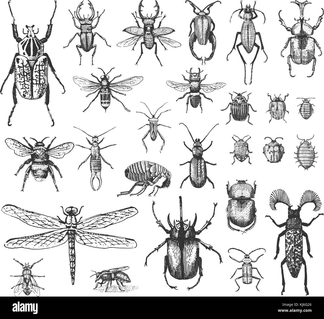 big set of insects bugs beetles and bees many species in vintage old hand drawn style engraved illustration woodcut. Stock Vector