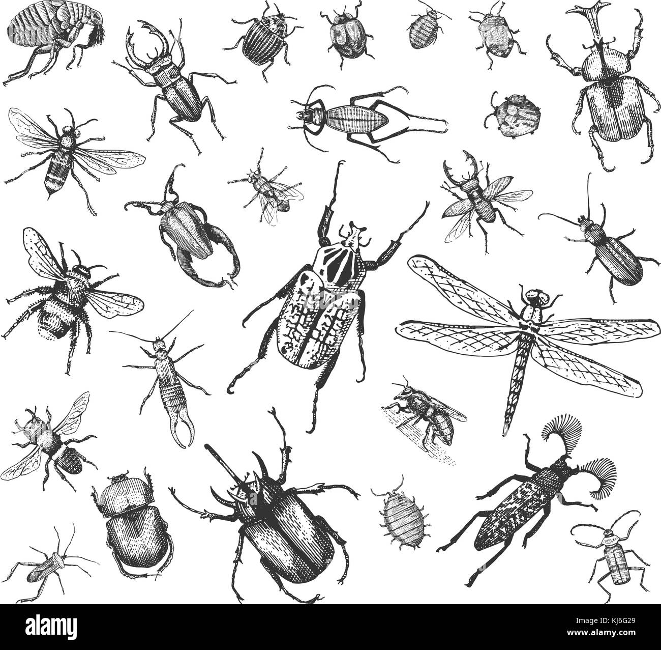 big set of insects bugs beetles and bees many species in vintage old hand drawn style engraved illustration woodcut. Stock Vector
