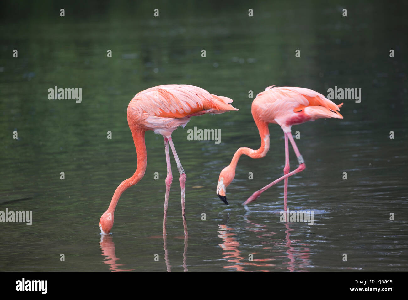 Two Caribbean flamingo Phoenicopterus ruber ruber feeding Wildfowl & Wetlands Trust Slimbridge UK Stock Photo