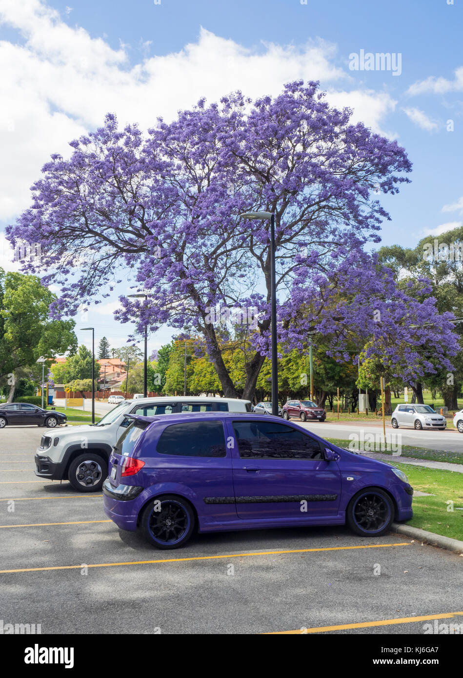 A purple Hyundai Getz and Jacaranda trees in full bloom in Perth Western Australia. Stock Photo