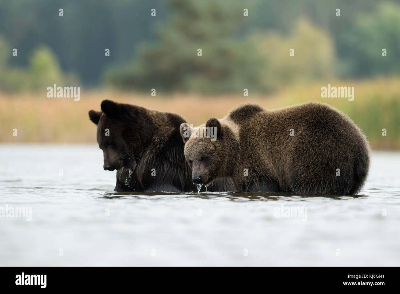 Brown Bear / Bears ( Ursus arctos ), playful young adolescents