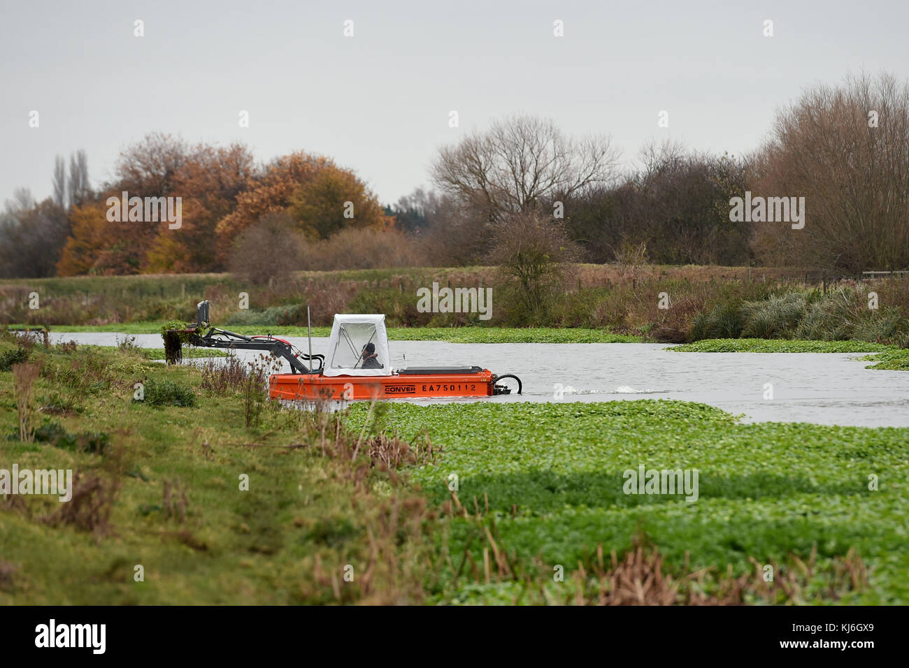 A team from the Environment Agency work to clear thick mats of pennywort from the River Cam near Cambridge. Stock Photo