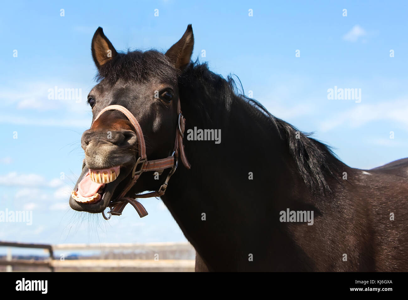 Bay horse yawning Stock Photo Alamy