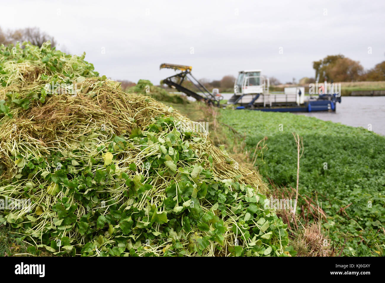 A team from the Environment Agency work to clear thick mats of pennywort from the River Cam near Cambridge. Stock Photo
