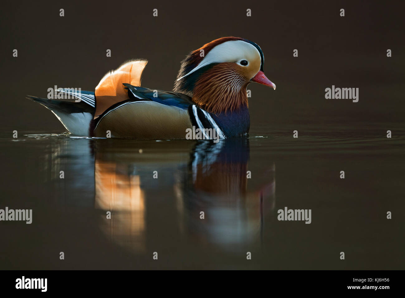Mandarin Duck ( Aix galericulata ), colorful drake in breeding dress, swims close, windstill day, in last light, nice reflections, Europe. Stock Photo