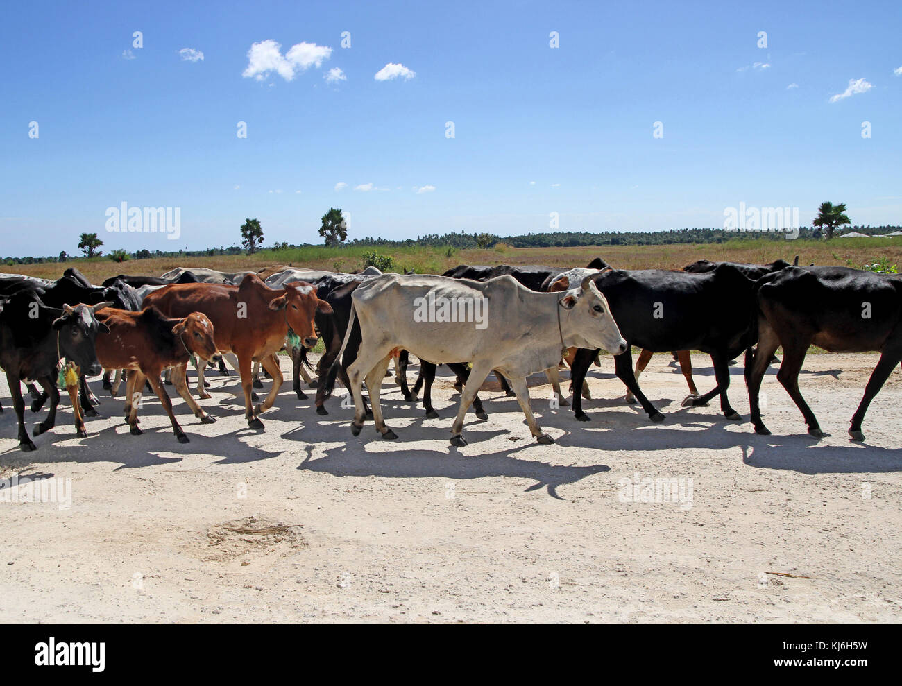 Cattle on dirt road, Zanzibar, Tanzania Stock Photo