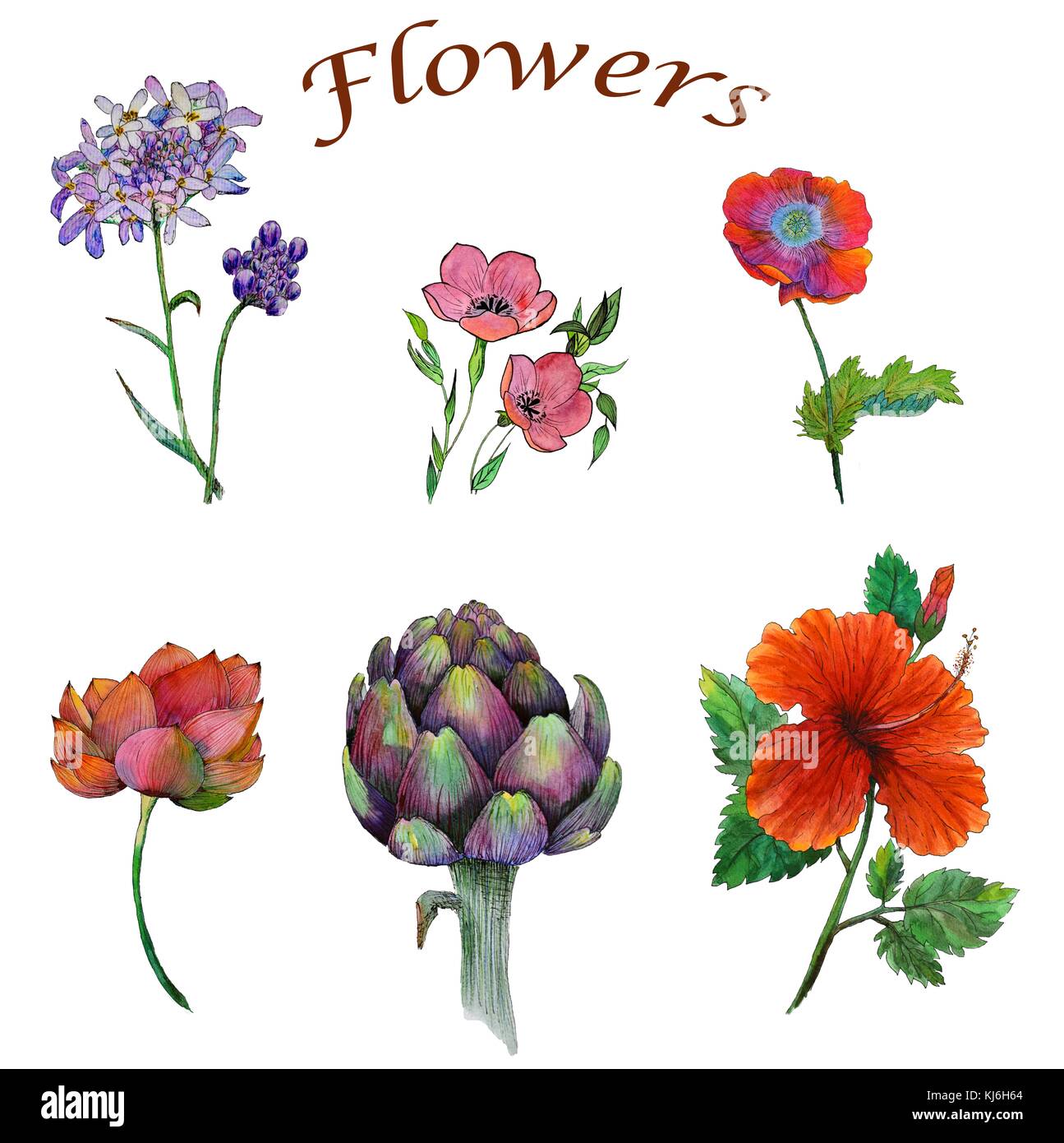 Original set of watercolor painting of different flowers Stock Photo