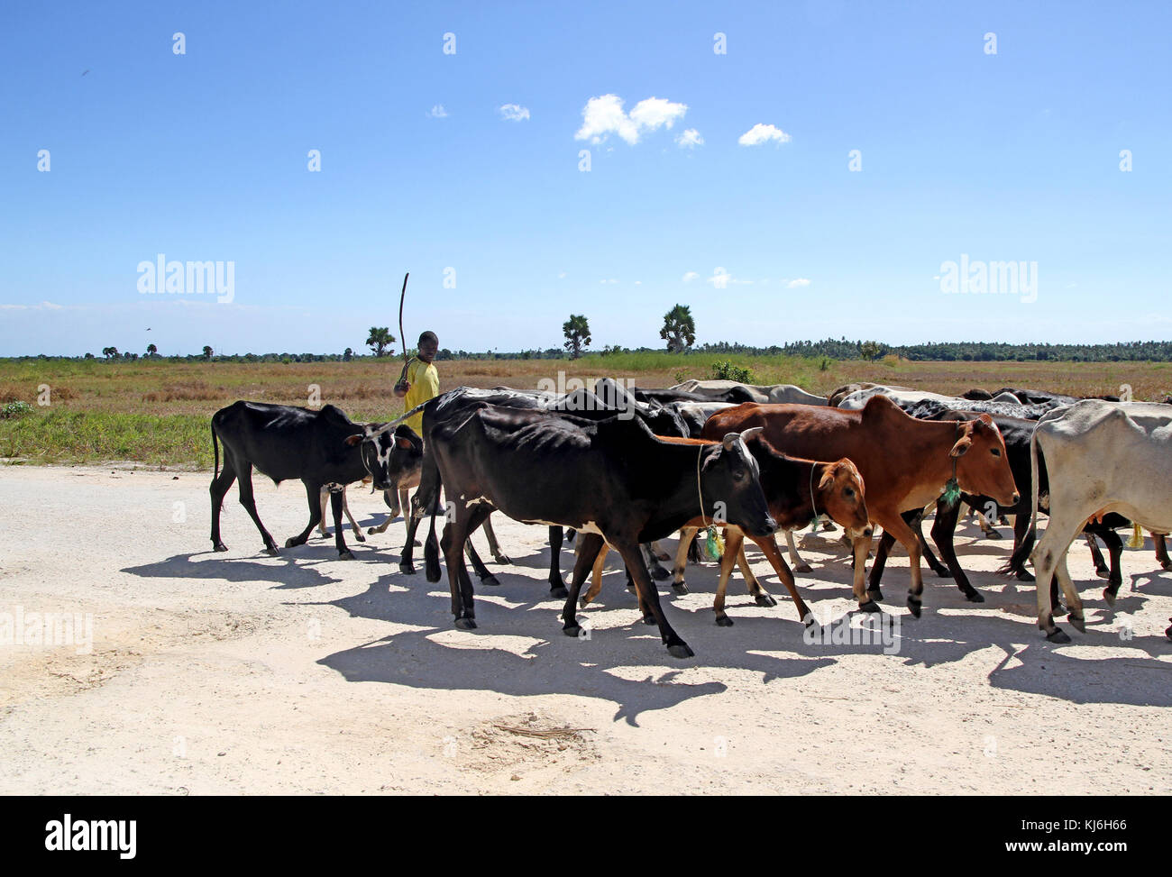 Cattle on dirt road, Zanzibar, Tanzania Stock Photo
