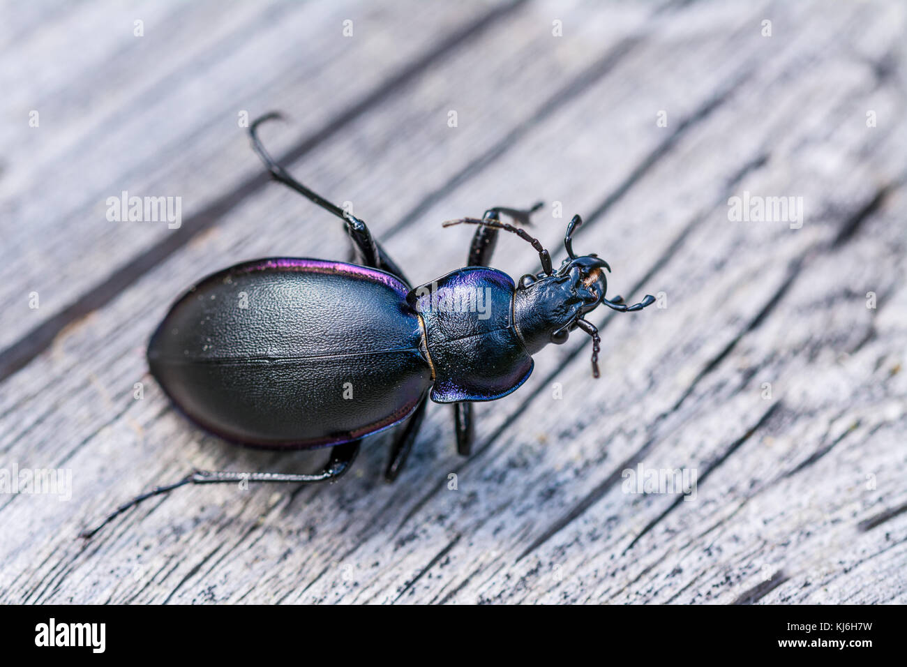 Close-up of dead black beetle. Glossy black ground beetle lifeless on wooden background. Stock Photo