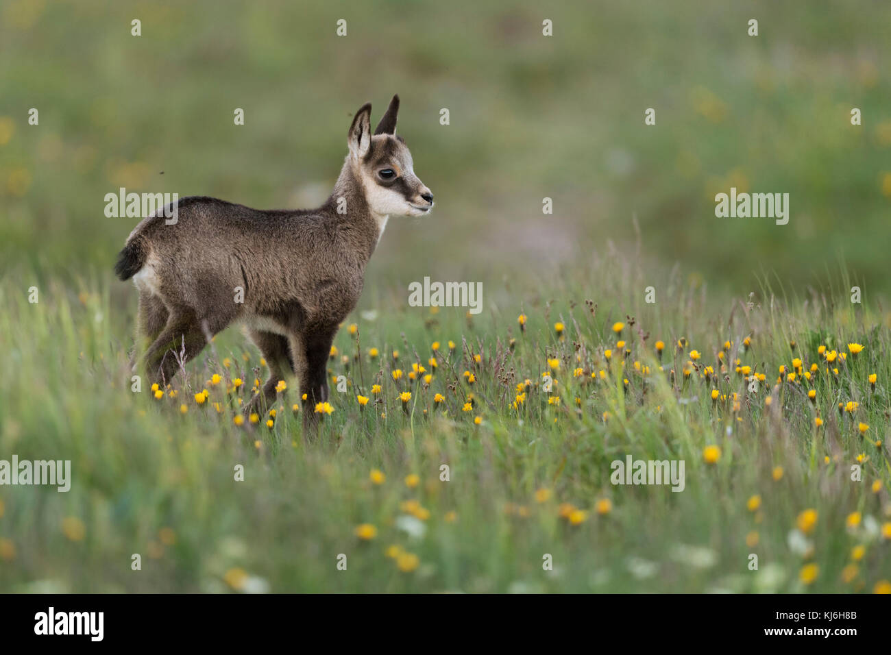 Chamois / Gaemse ( Rupicapra rupicapra ), cute fawn, young baby animal,  standing in a flowering alpine meadow, watching for its parents, Europe  Stock Photo - Alamy
